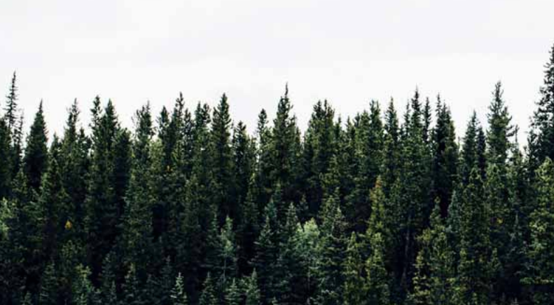 Skog med skyer i bakgrunn - Klikk for stort bilde